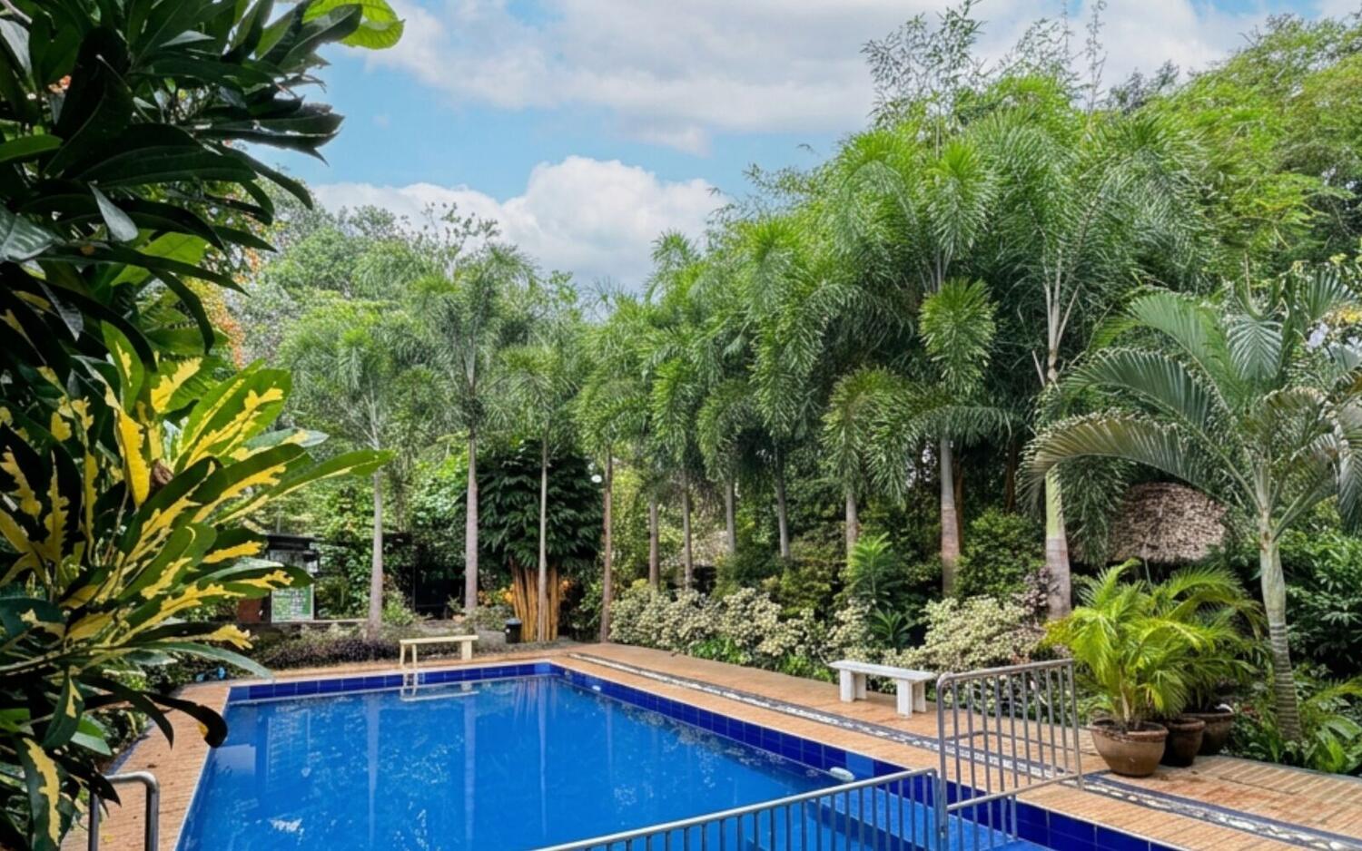 Swimming pool framed by tall palms and garden greenery